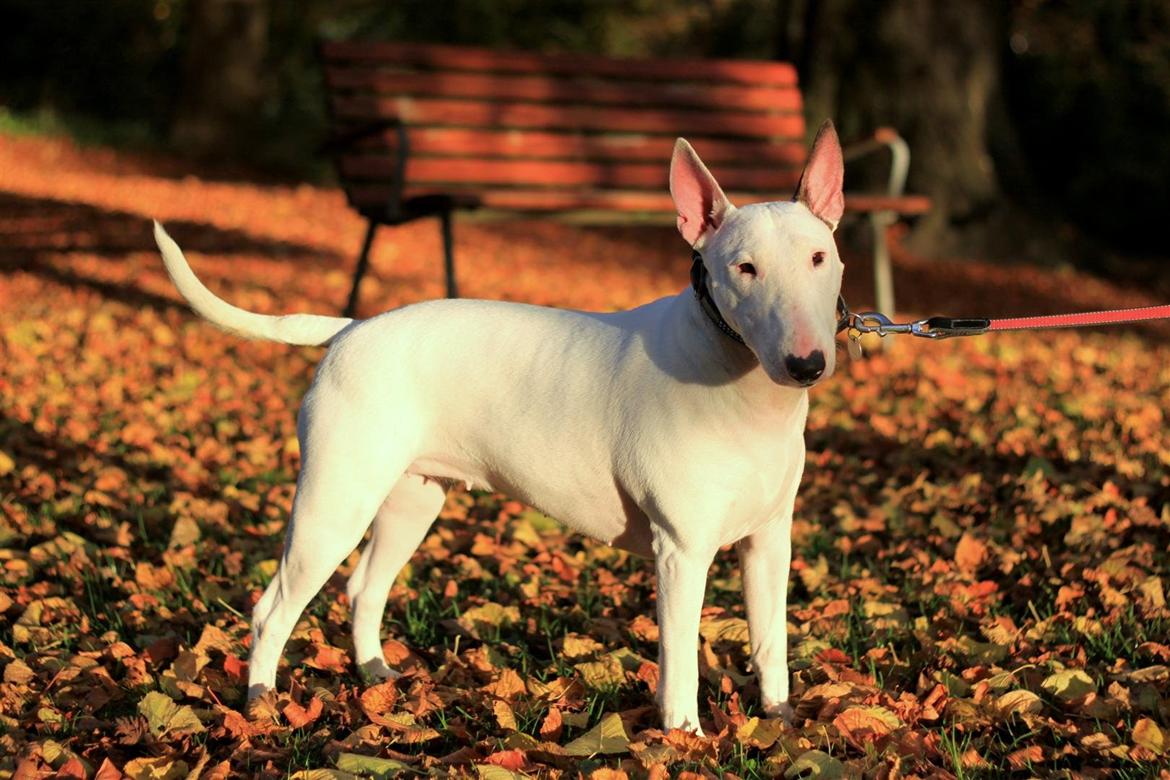 Bullterrier Lulu *himmelhund* billede 4