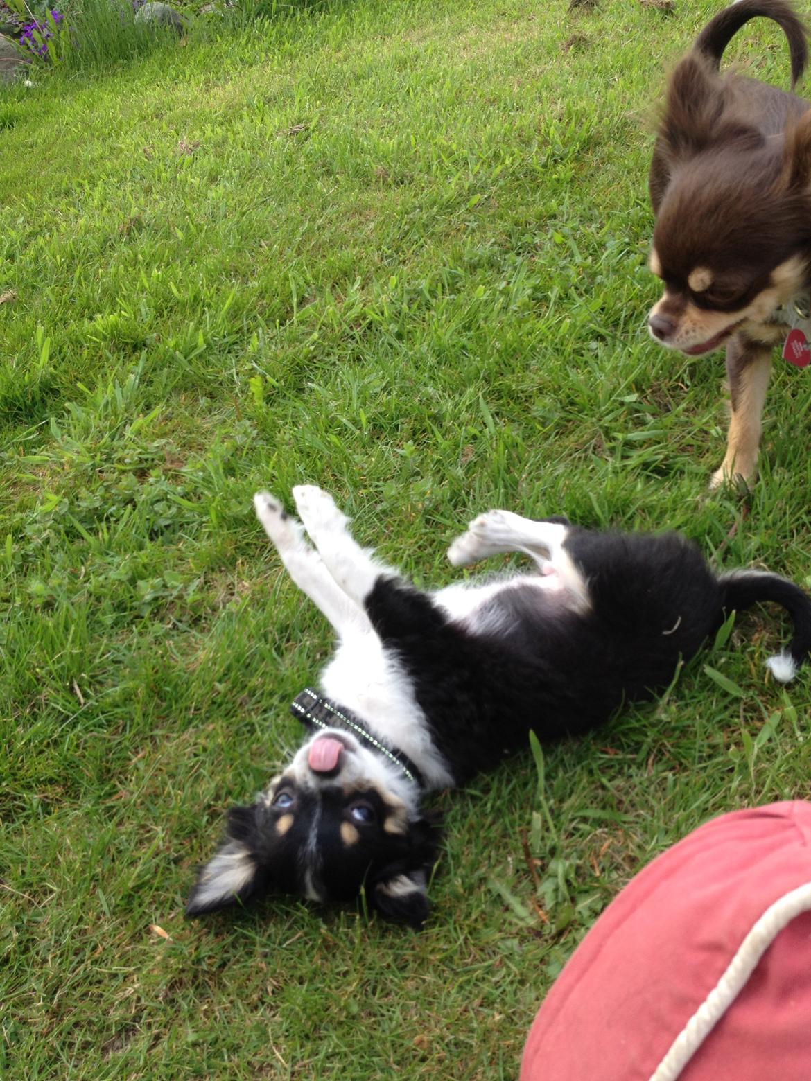 Chihuahua Farnholdtgård's Aslan billede 6