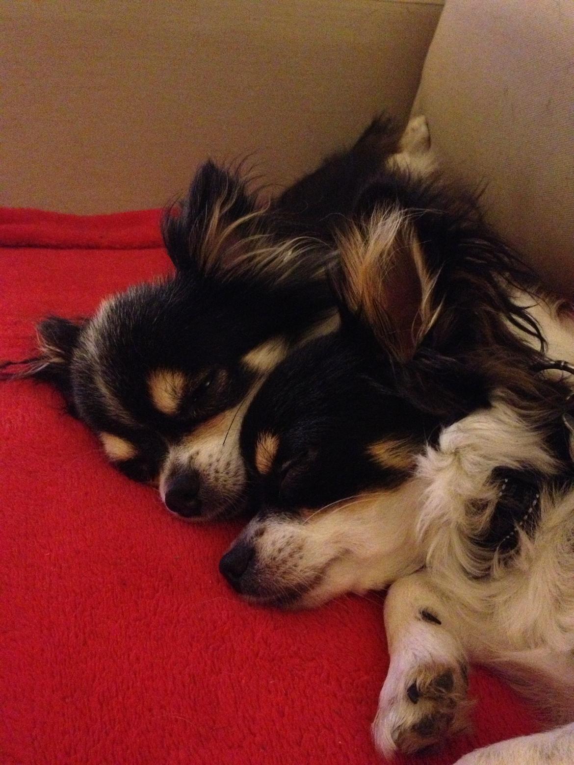 Chihuahua Farnholdtgård's Aslan - Far og søn billede 7