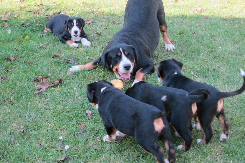 Grosser schweizer sennenhund Holmer - Holmers mor og søskende. billede 11