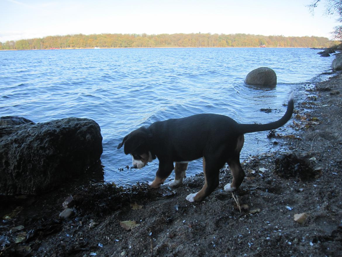 Grosser schweizer sennenhund Holmer billede 12