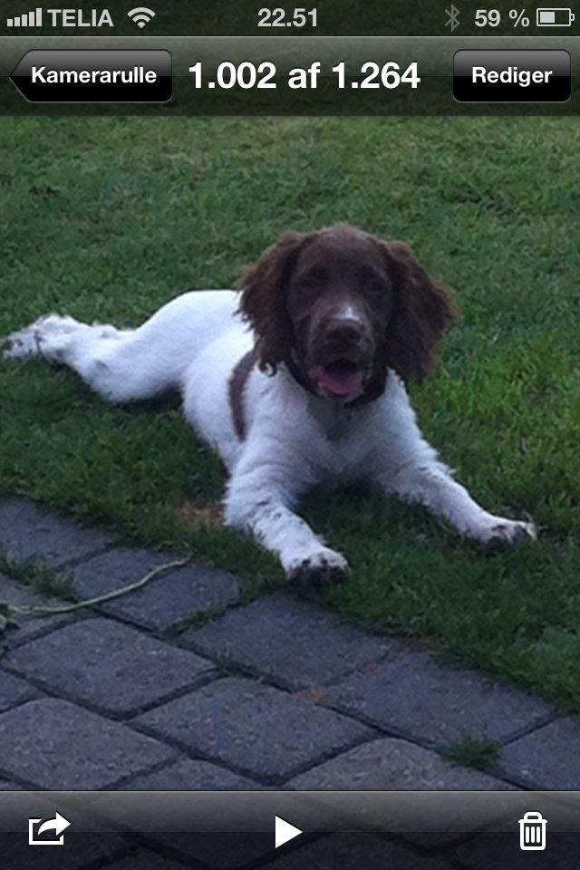 Field Trial spaniel Balder billede 7