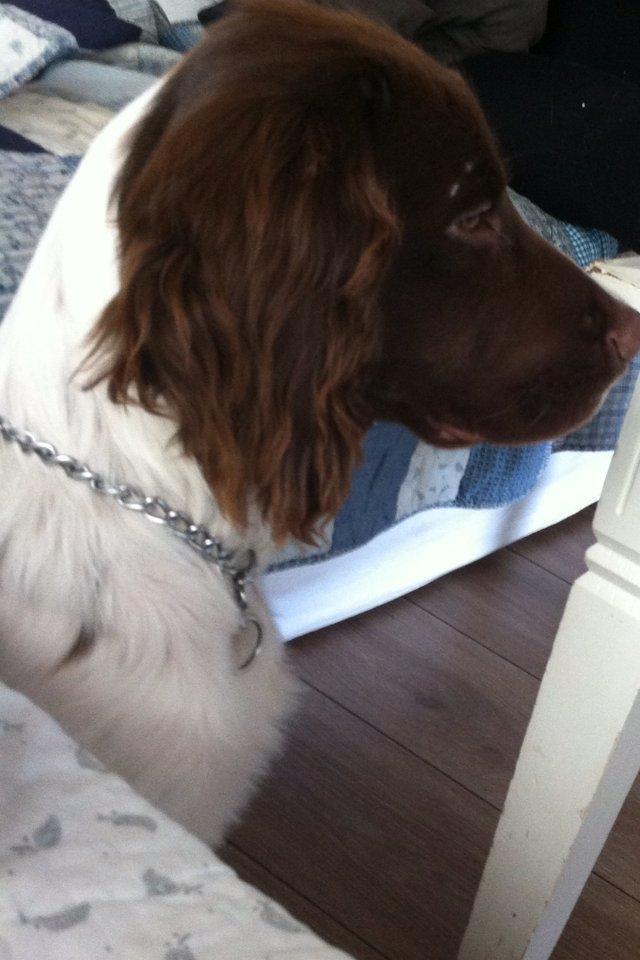 Field Trial spaniel Balder billede 8