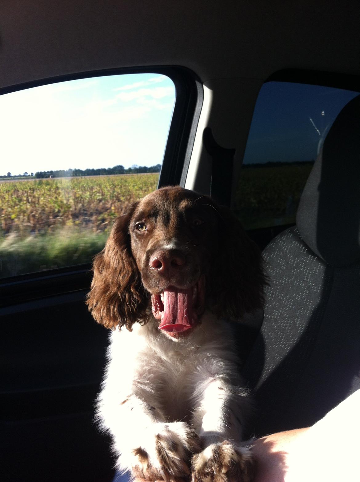 Field Trial spaniel Balder billede 9