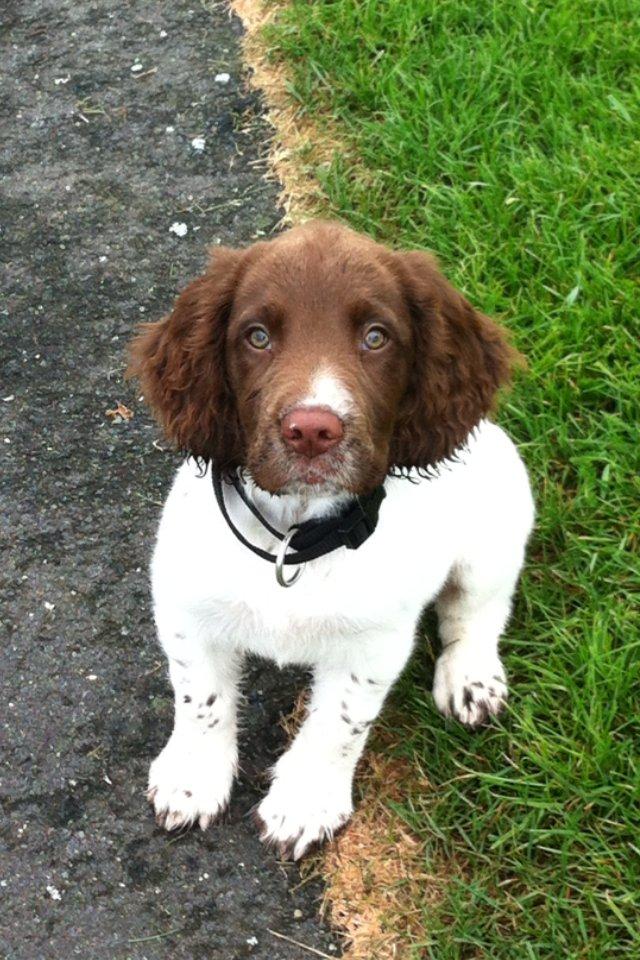 Field Trial spaniel Balder billede 10