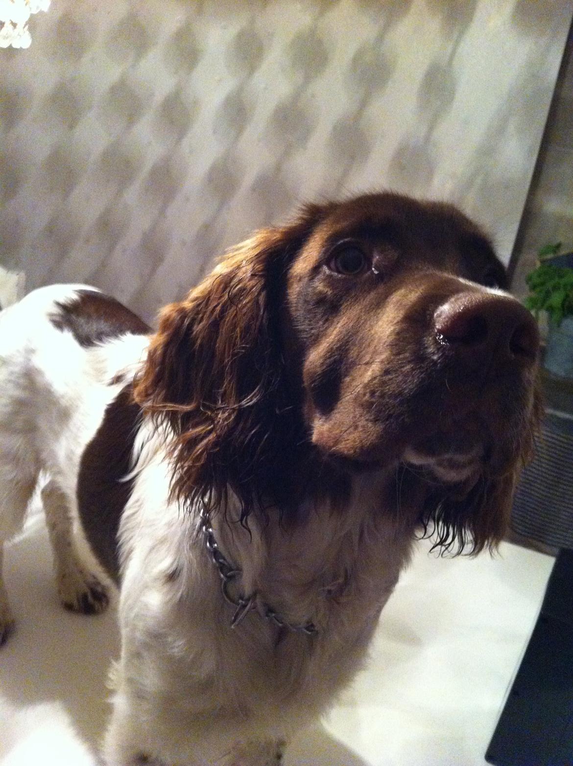 Field Trial spaniel Balder - mit insektbid billede 11