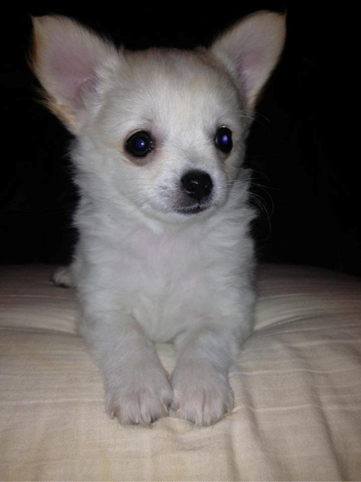 Chihuahua Malik billede 1