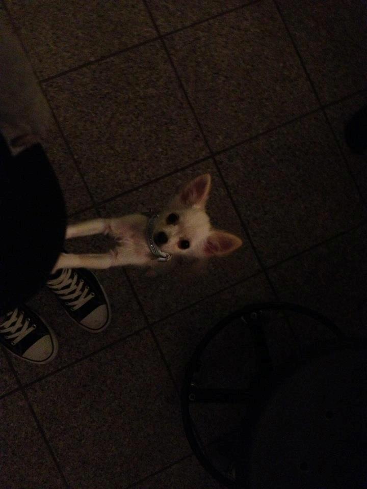 Chihuahua Malik billede 2