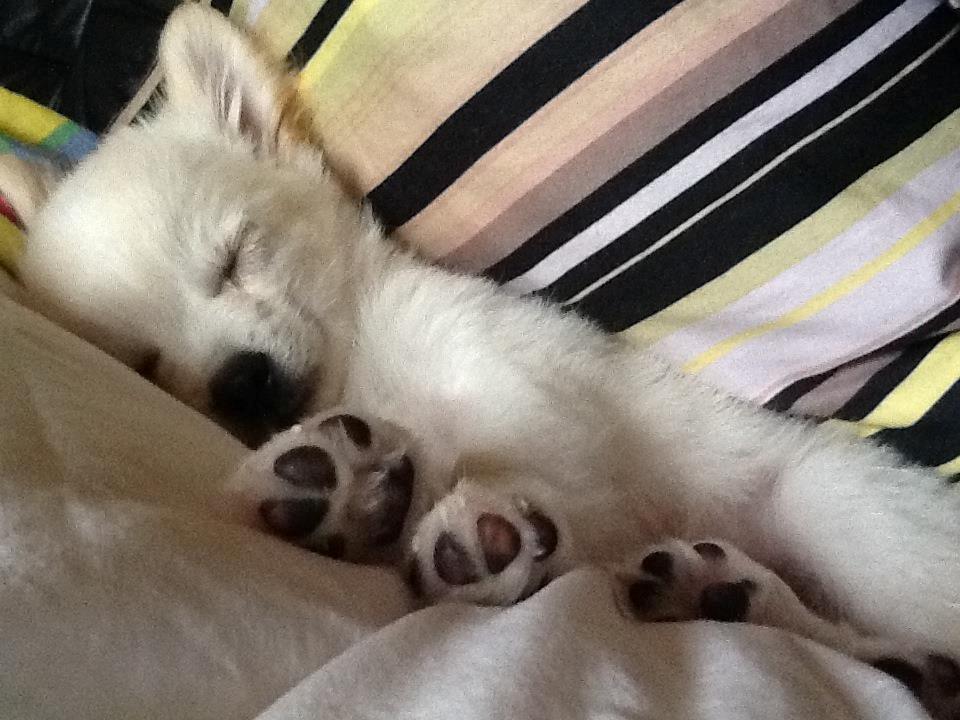 Chihuahua Malik billede 3