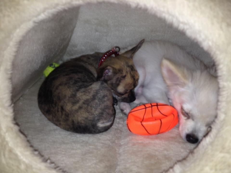 Chihuahua Malik billede 4