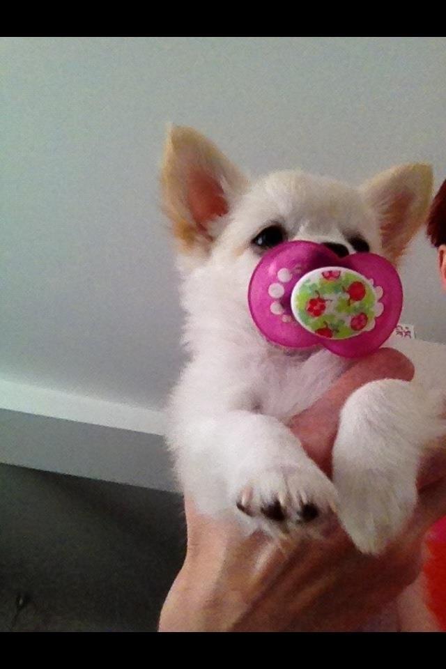 Chihuahua Malik billede 5