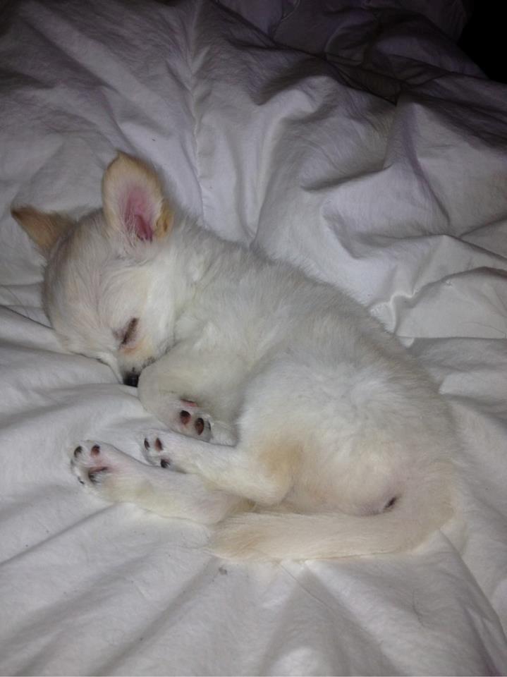 Chihuahua Malik billede 6