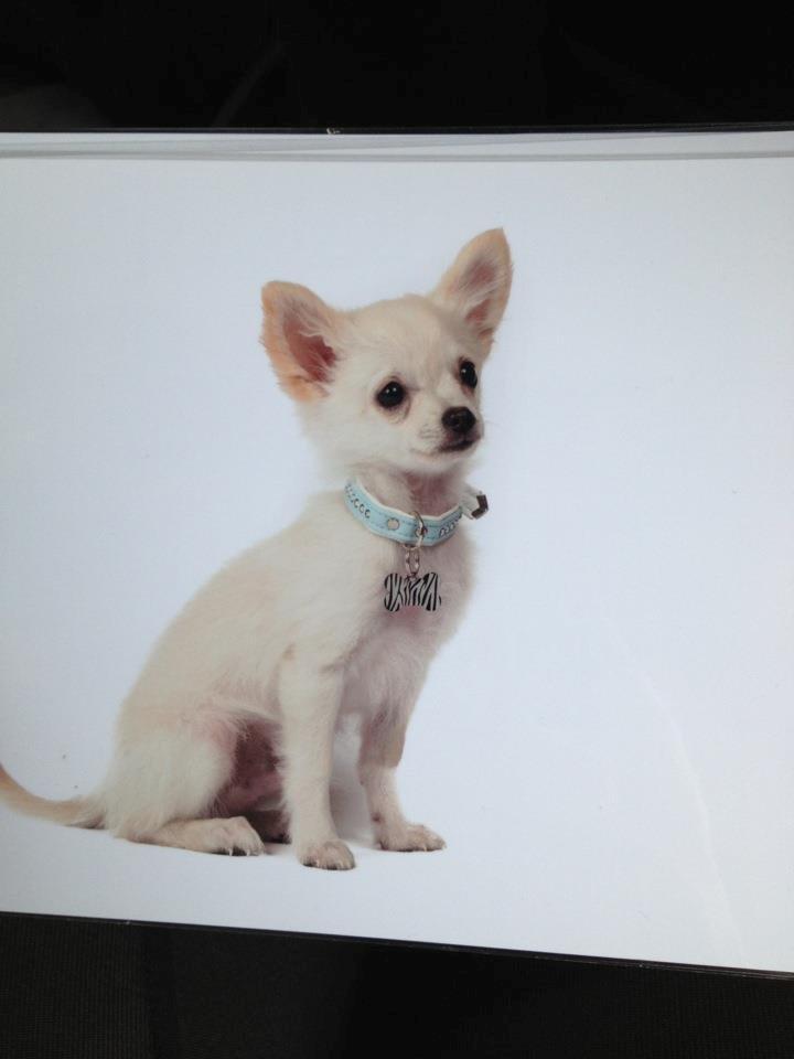 Chihuahua Malik billede 7