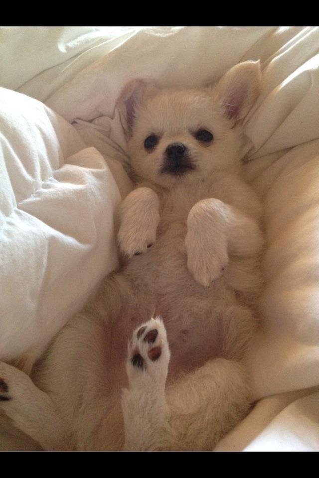 Chihuahua Malik billede 8