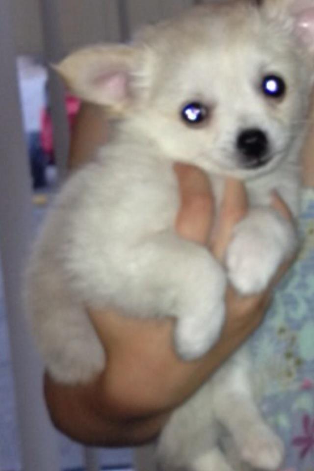 Chihuahua Malik billede 9