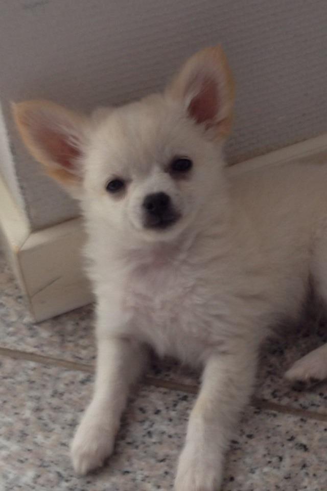 Chihuahua Malik billede 10