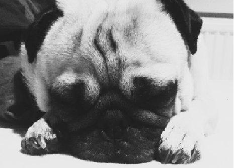 Mops Gilbert billede 17