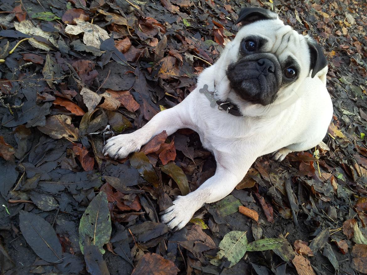 Mops Gilbert - Dejlig efterårs dag! billede 18