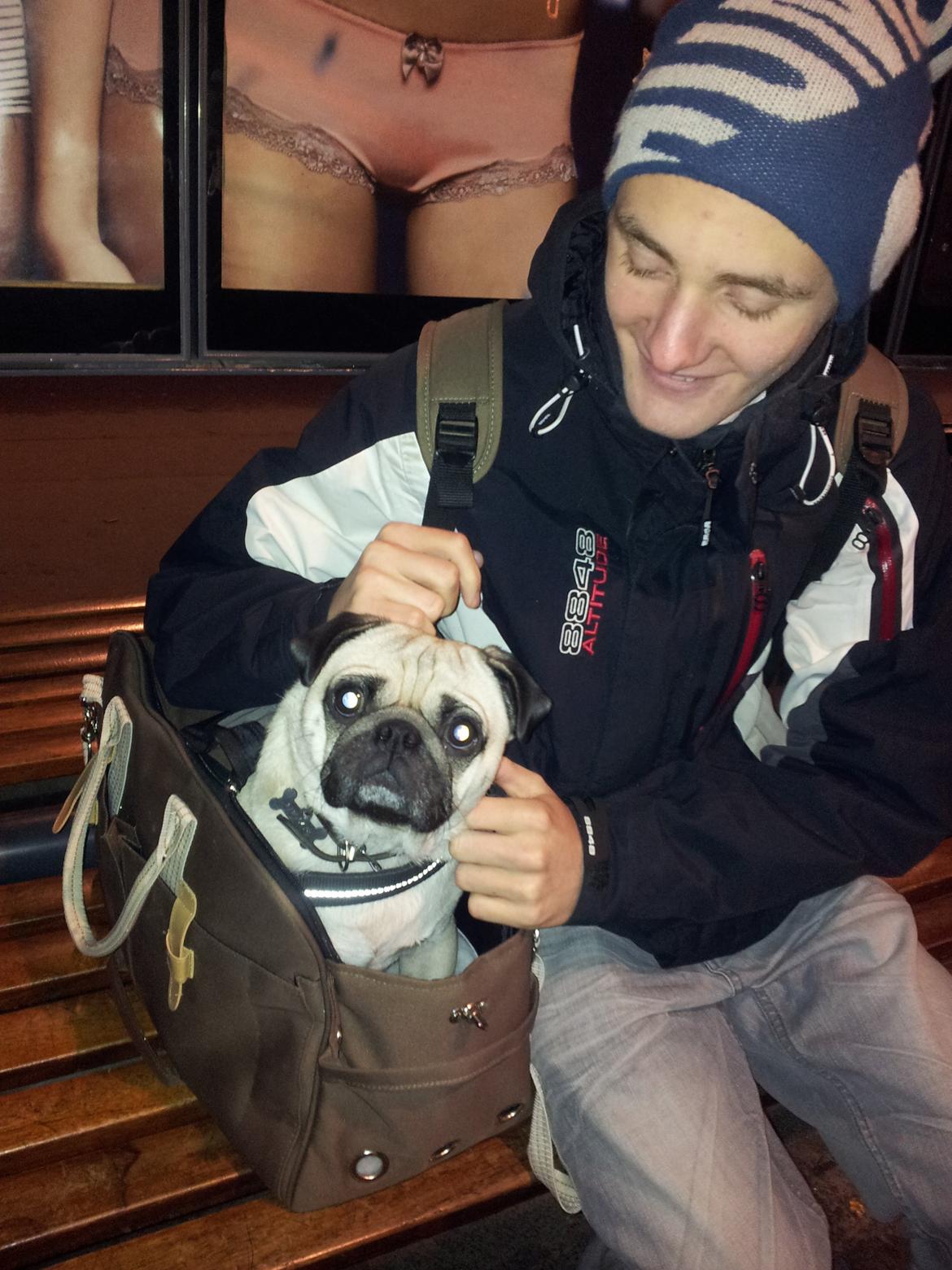 Mops Gilbert - Sidder og venter på toget sammen med mors lillebror. billede 19