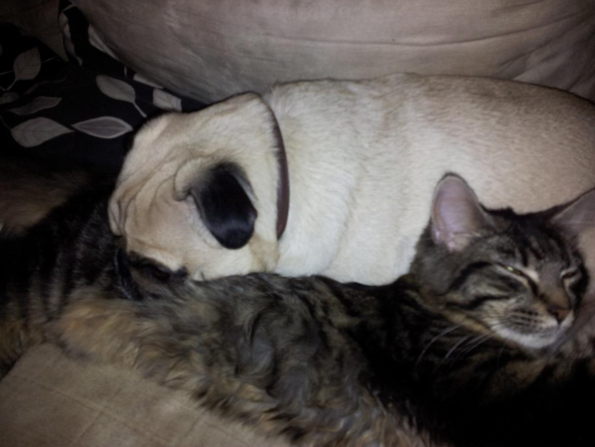 Mops Gilbert - Måske er hun god nok alligevel den kat.. ihvertfald blød! billede 20