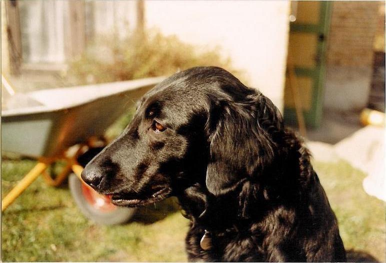 Flat coated retriever Melody Makers Forever yours ~Tessa~ billede 1