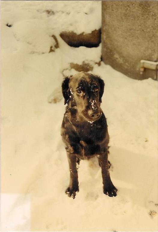 Flat coated retriever Melody Makers Forever yours ~Tessa~ billede 3