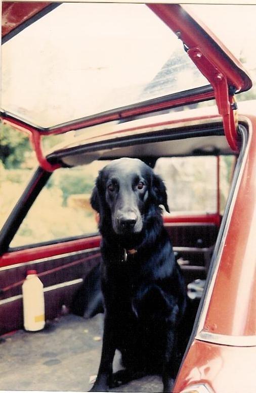 Flat coated retriever Melody Makers Forever yours ~Tessa~ billede 4