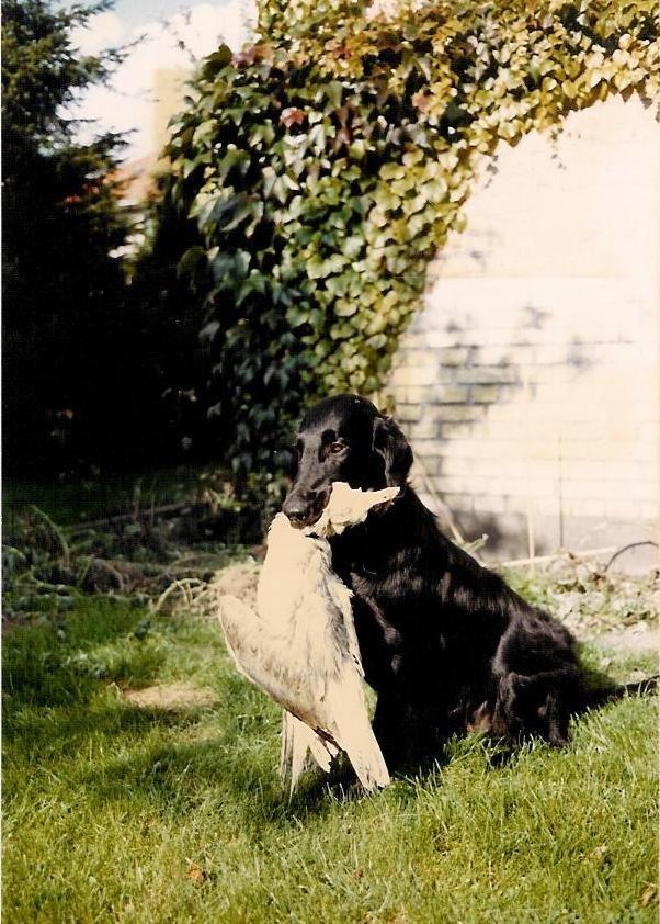 Flat coated retriever Melody Makers Forever yours ~Tessa~ billede 5