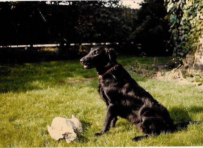 Flat coated retriever Melody Makers Forever yours ~Tessa~ billede 6