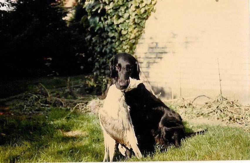 Flat coated retriever Melody Makers Forever yours ~Tessa~ billede 7