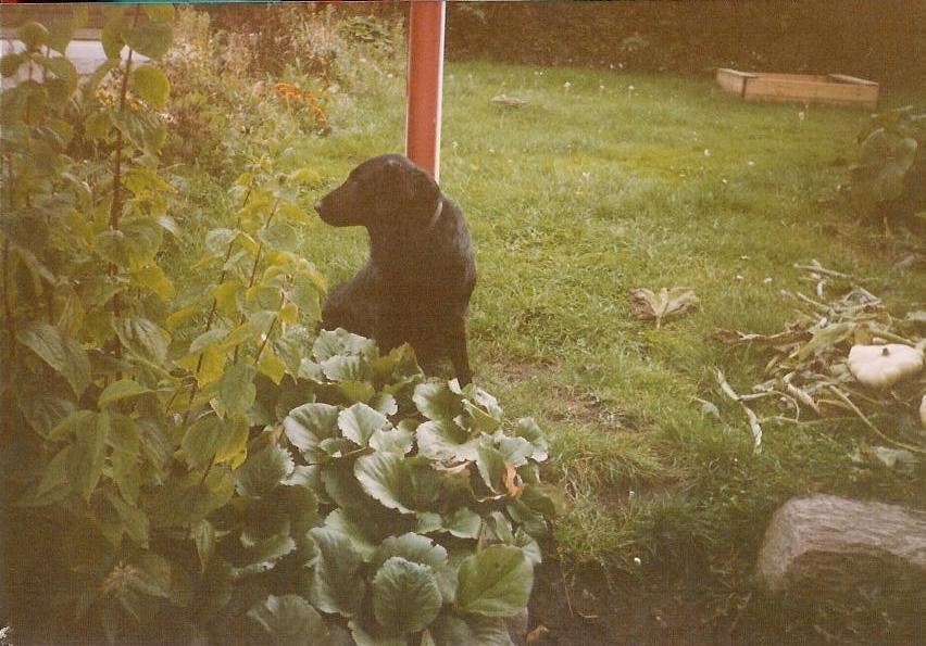 Flat coated retriever Melody Makers Forever yours ~Tessa~ billede 9