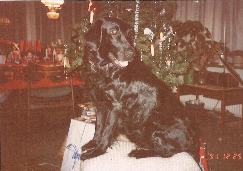 Flat coated retriever Melody Makers Forever yours ~Tessa~ billede 11