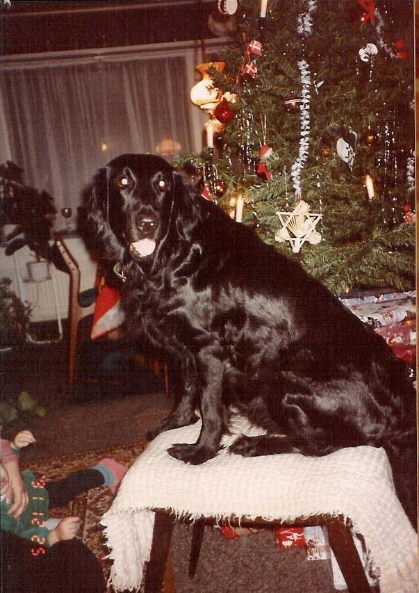 Flat coated retriever Melody Makers Forever yours ~Tessa~ billede 12