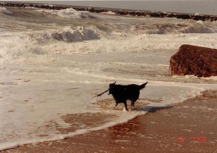 Flat coated retriever Melody Makers Forever yours ~Tessa~ billede 15