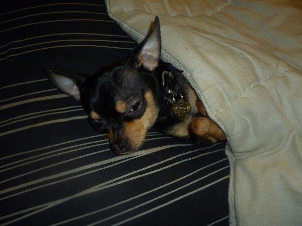 Chihuahua | Tyson billede 12