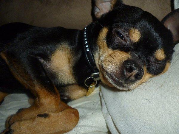 Chihuahua | Tyson billede 13