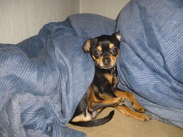 Chihuahua | Tyson billede 14