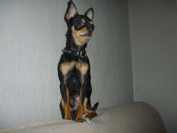 Chihuahua | Tyson billede 15