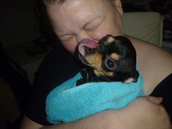 Chihuahua | Tyson billede 17