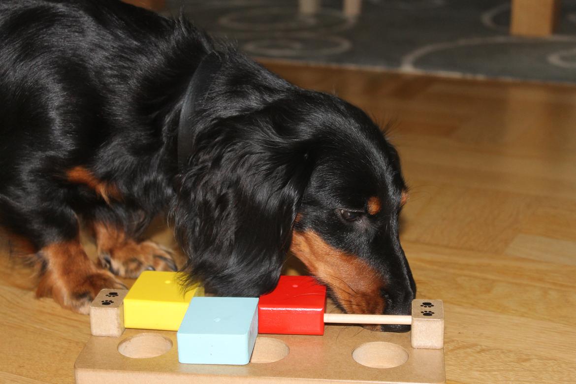 Dværggravhund Molly billede 16