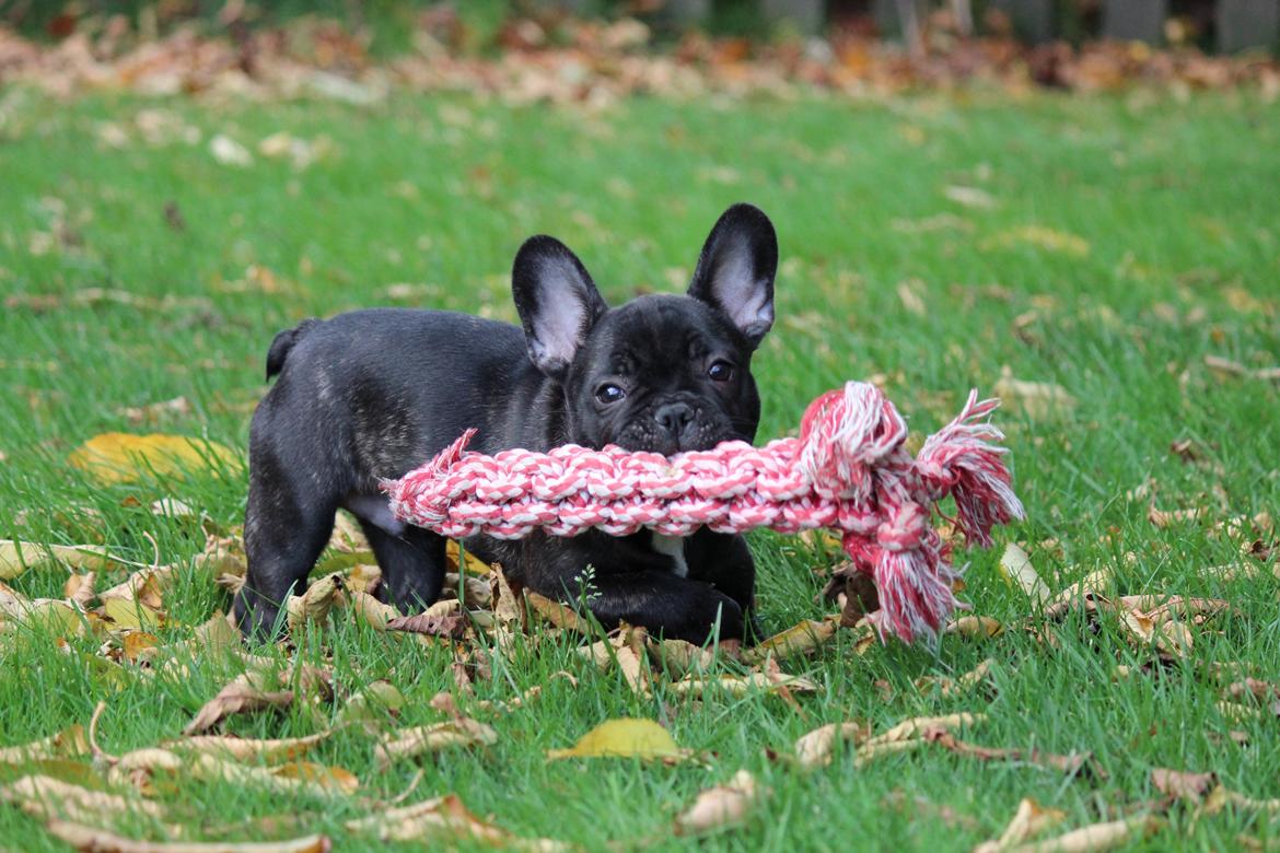 Fransk bulldog Ludvig billede 1