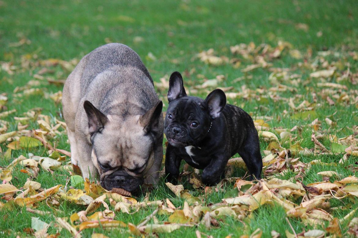 Fransk bulldog Ludvig billede 2