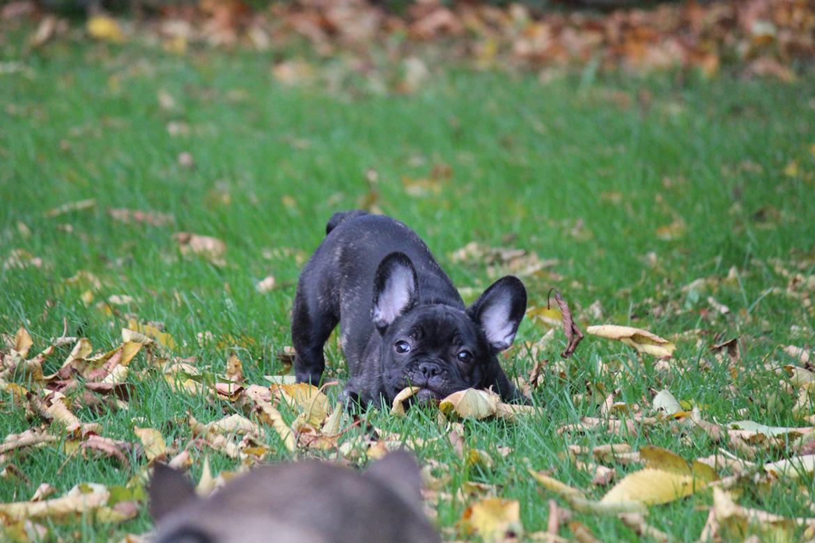 Fransk bulldog Ludvig billede 3