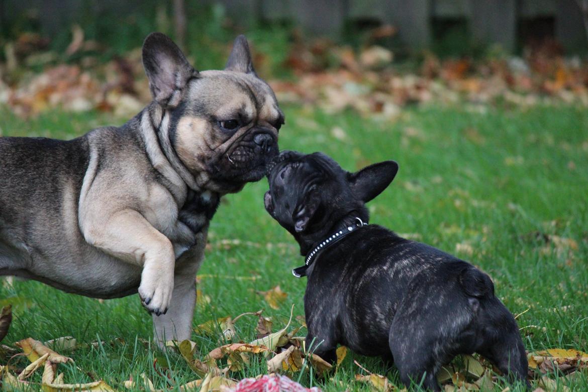 Fransk bulldog Ludvig billede 4