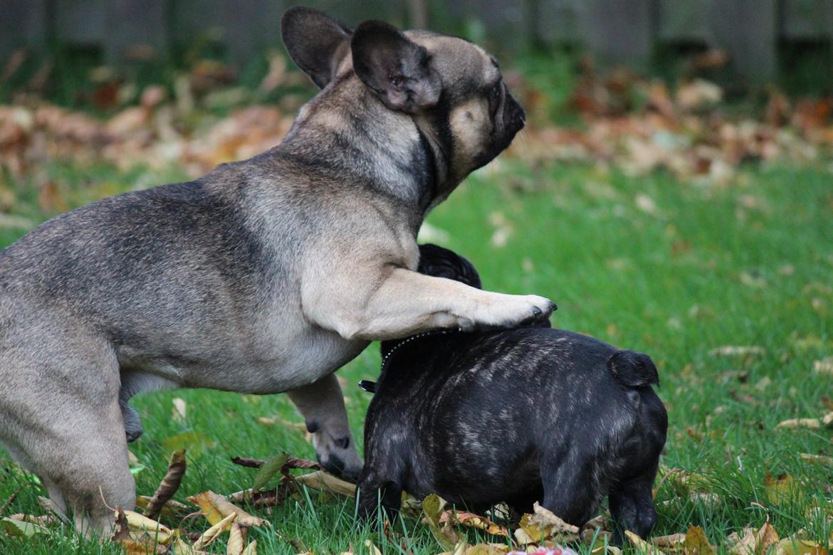 Fransk bulldog Ludvig billede 5