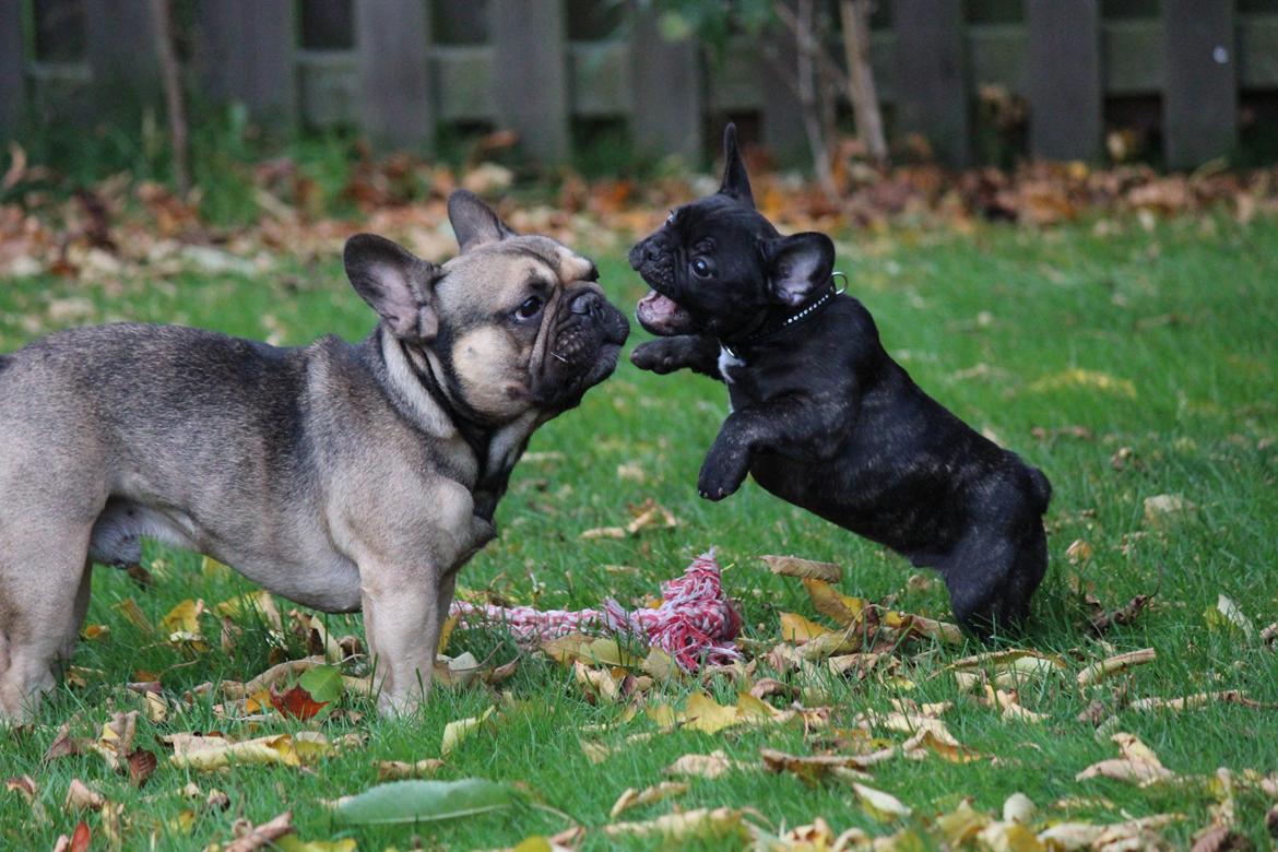 Fransk bulldog Ludvig billede 6