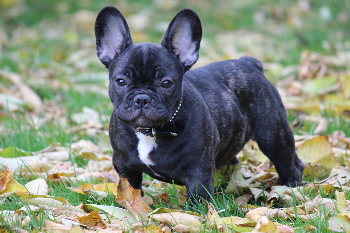 Fransk bulldog Ludvig billede 7