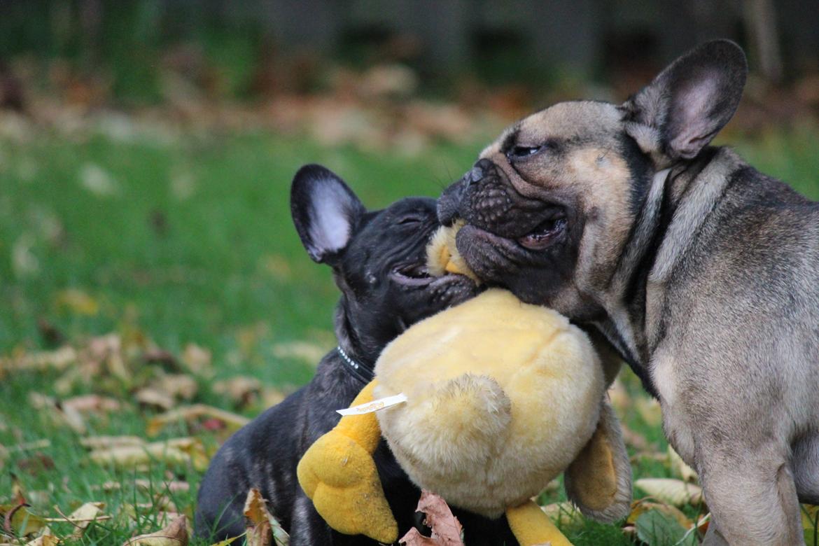 Fransk bulldog Ludvig billede 8