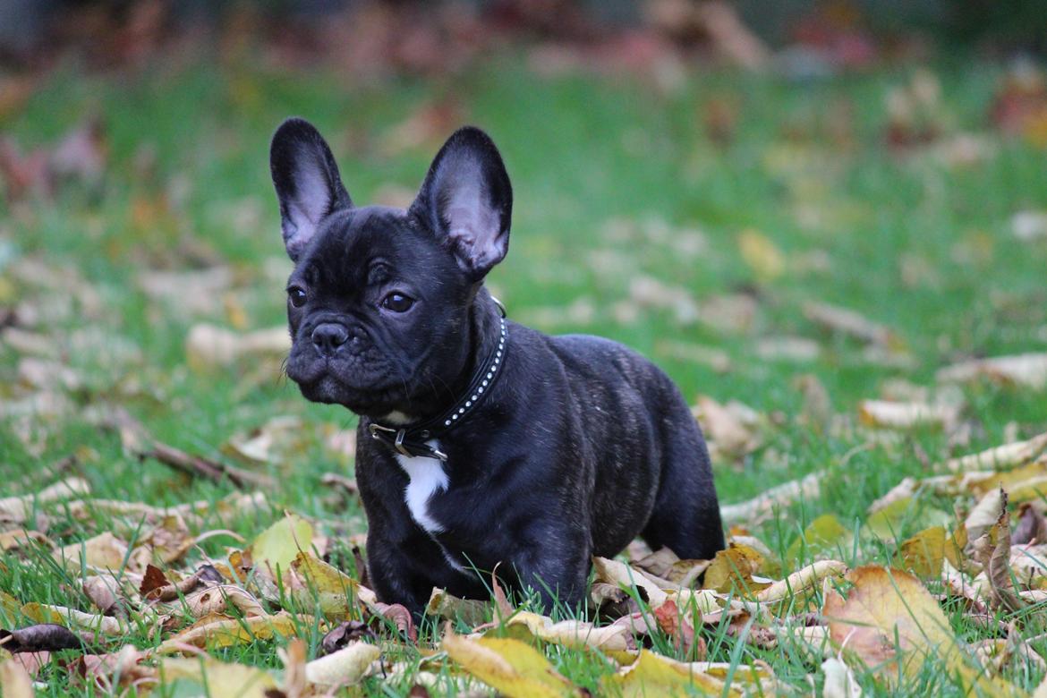 Fransk bulldog Ludvig billede 9
