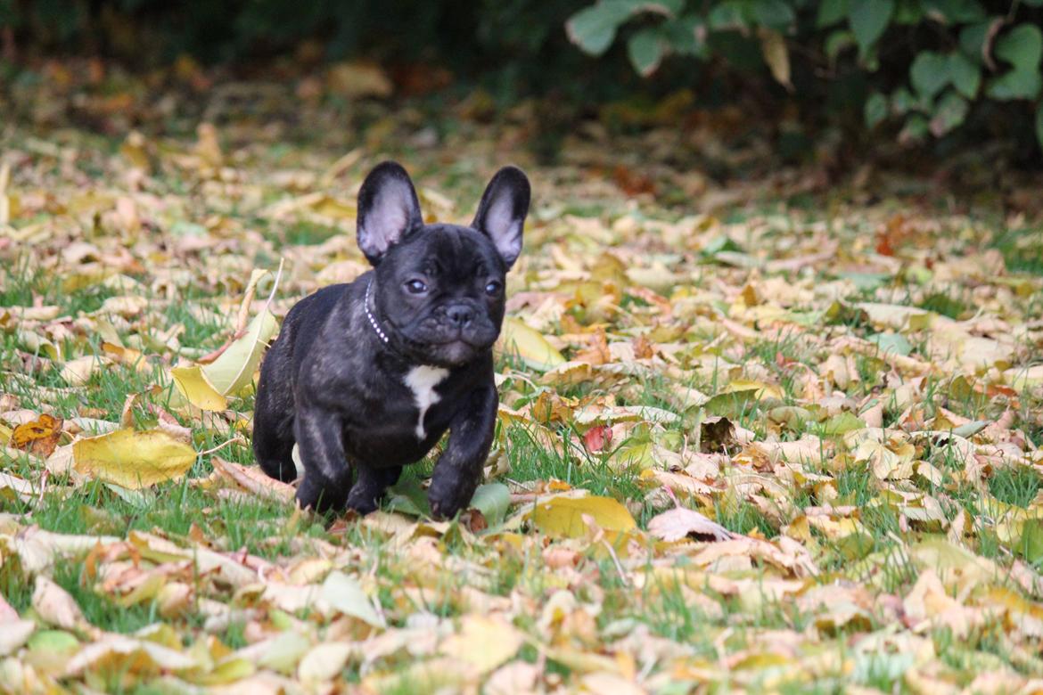 Fransk bulldog Ludvig billede 10
